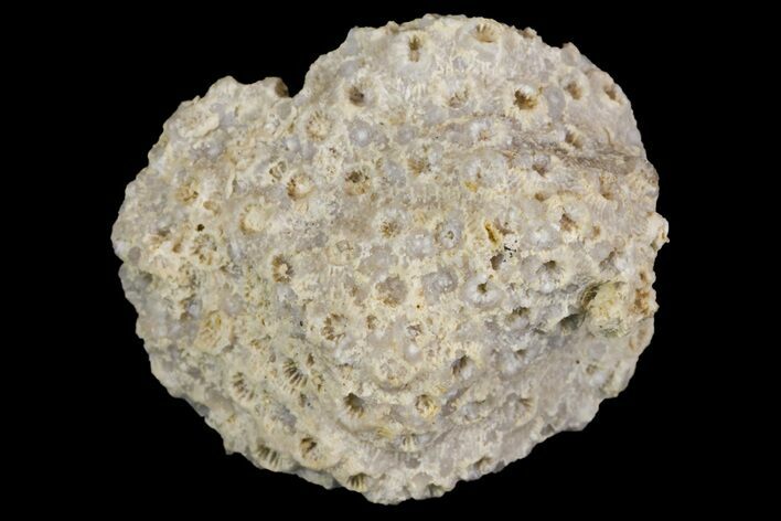 Jurassic Coral Colony (Stylina) Fossil - Germany #157312